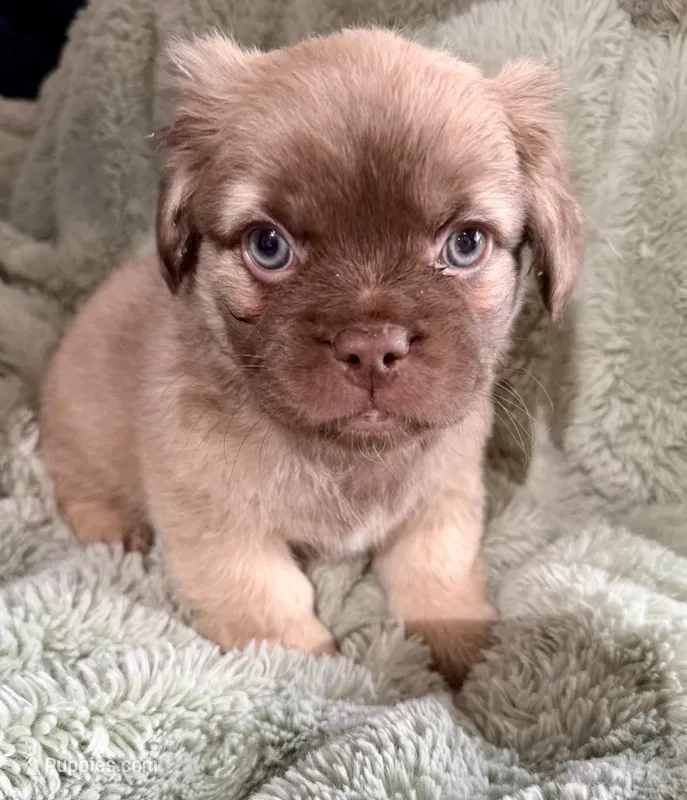 Bashful-Fluffy French Bulldog – French Bulldog puppy for sale in Lees Summit, MO
