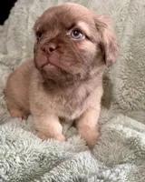 Bashful-Fluffy French Bulldog, a male French Bulldog for sale in Lees Summit, MO – Photo 3 of 7