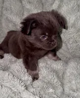 Sleepy-Fluffy French Bulldog, a female French Bulldog for sale in Lees Summit, MO – Photo 4 of 9