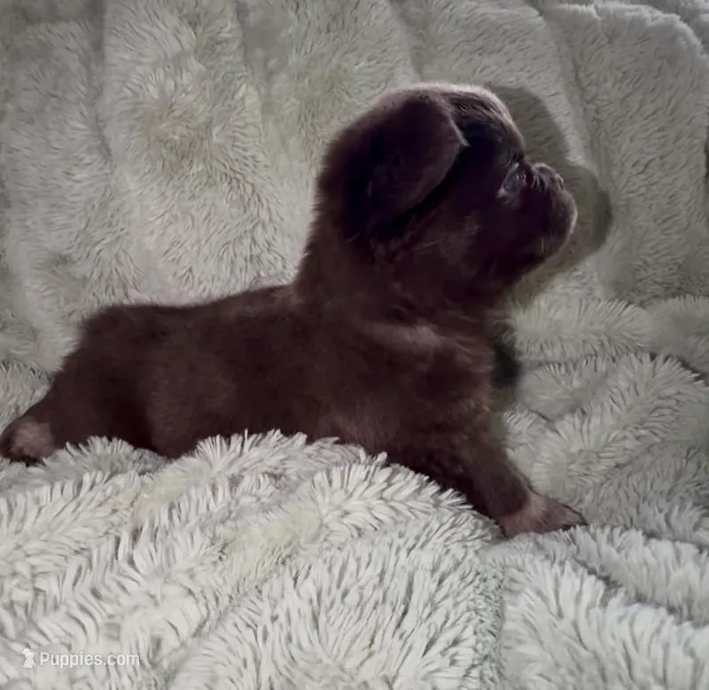 Sleepy-Fluffy French Bulldog