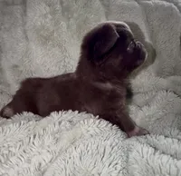 Sleepy-Fluffy French Bulldog, a female French Bulldog for sale in Lees Summit, MO – Photo 1 of 9