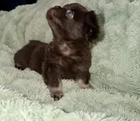 Sleepy-Fluffy French Bulldog, a female French Bulldog for sale in Lees Summit, MO – Photo 9 of 9