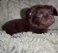 Sleepy-Fluffy French Bulldog, a female French Bulldog for sale in Lees Summit, MO – Photo 5 of 9