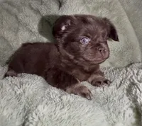 Sleepy-Fluffy French Bulldog, a female French Bulldog for sale in Lees Summit, MO – Photo 6 of 9