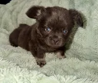 Sleepy-Fluffy French Bulldog, a female French Bulldog for sale in Lees Summit, MO – Photo 8 of 9