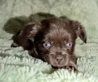 Sleepy-Fluffy French Bulldog, a female French Bulldog for sale in Lees Summit, MO – Photo 3 of 9