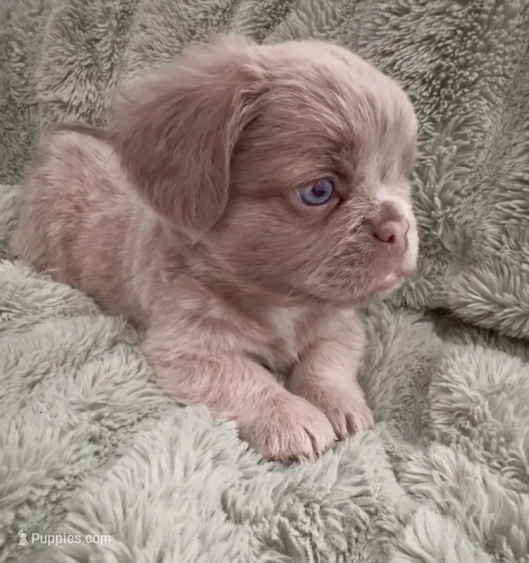 Doc- Fluffy French Bulldog – French Bulldog puppy for sale in Lees Summit, MO