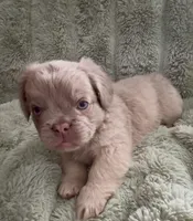 Doc- Fluffy French Bulldog, a male French Bulldog for sale in Lees Summit, MO – Photo 2 of 7