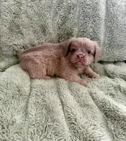 Doc- Fluffy French Bulldog, a male French Bulldog for sale in Lees Summit, MO – Photo 7 of 7