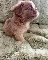 Doc- Fluffy French Bulldog, a male French Bulldog for sale in Lees Summit, MO – Photo 5 of 7