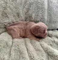 Doc- Fluffy French Bulldog, a male French Bulldog for sale in Lees Summit, MO – Photo 6 of 7