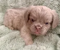 Doc- Fluffy French Bulldog, a male French Bulldog for sale in Lees Summit, MO – Photo 3 of 7