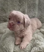 Doc- Fluffy French Bulldog, a male French Bulldog for sale in Lees Summit, MO – Photo 4 of 7