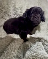 Happy- Fluffy French Bulldog, a female French Bulldog for sale in Lees Summit, MO – Photo 5 of 7