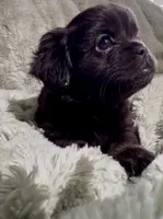 Happy- Fluffy French Bulldog, a female French Bulldog for sale in Lees Summit, MO – Photo 1 of 7