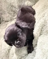 Happy- Fluffy French Bulldog, a female French Bulldog for sale in Lees Summit, MO – Photo 3 of 7