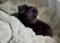 Happy- Fluffy French Bulldog, a female French Bulldog for sale in Lees Summit, MO – Photo 2 of 7