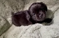 Happy- Fluffy French Bulldog, a female French Bulldog for sale in Lees Summit, MO – Photo 7 of 7