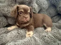 Grumpy-Fluffy French Bulldog, a female French Bulldog for sale in Lees Summit, MO – Photo 3 of 5