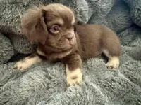 Grumpy-Fluffy French Bulldog, a female French Bulldog for sale in Lees Summit, MO – Photo 5 of 5