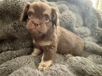 Grumpy-Fluffy French Bulldog, a female French Bulldog for sale in Lees Summit, MO – Photo 4 of 5