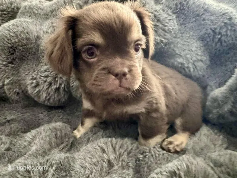 Grumpy-Fluffy French Bulldog – French Bulldog puppy for sale in Lees Summit, MO