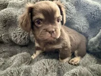 Grumpy-Fluffy French Bulldog, a female French Bulldog for sale in Lees Summit, MO – Photo 1 of 5