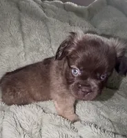 Dopey-Fluffy French Bulldog, a male French Bulldog for sale in Lees Summit, MO – Photo 4 of 7