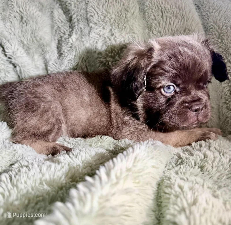 Dopey-Fluffy French Bulldog – French Bulldog puppy for sale in Lees Summit, MO