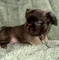 Dopey-Fluffy French Bulldog, a male French Bulldog for sale in Lees Summit, MO – Photo 2 of 7