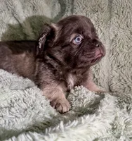 Dopey-Fluffy French Bulldog, a male French Bulldog for sale in Lees Summit, MO – Photo 5 of 7