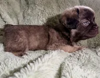 Dopey-Fluffy French Bulldog, a male French Bulldog for sale in Lees Summit, MO – Photo 7 of 7