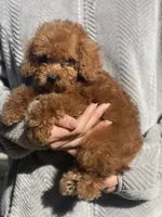 Pop, a male Poodle - Toy  for sale in Merced, CA – 3 of 3