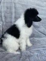 Yaya, a female Poodle - Standard  for sale in Merced, CA – Photo 2 of 2