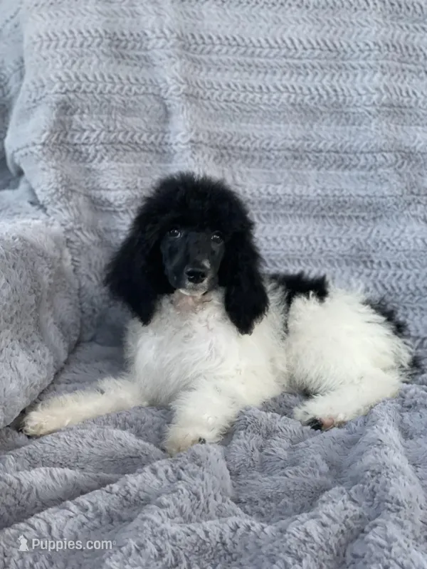 Yaya, a female Poodle - Standard  for sale in Merced, CA – Photo 1 of 2