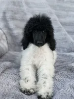 Riri, a female Poodle - Standard  for sale in Merced, CA – Photo 1 of 2