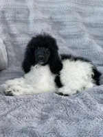 Riri, a female Poodle - Standard  for sale in Merced, CA – Photo 2 of 2