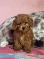 Pop, a male Poodle - Toy  for sale in Merced, CA – 2 of 3