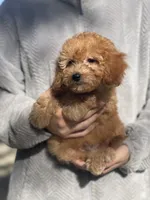 Bam, a male Poodle - Toy  for sale in Merced, CA – 2 of 3