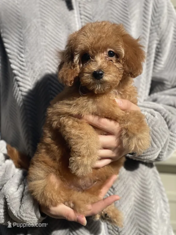 Poof  – Poodle - Toy  puppy for sale in Merced, CA