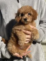Poof , a male Poodle - Toy  for sale in Merced, CA – 1 of 3