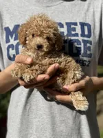 Bean, a male Poodle - Toy  for sale in Merced, CA – Photo 2 of 2