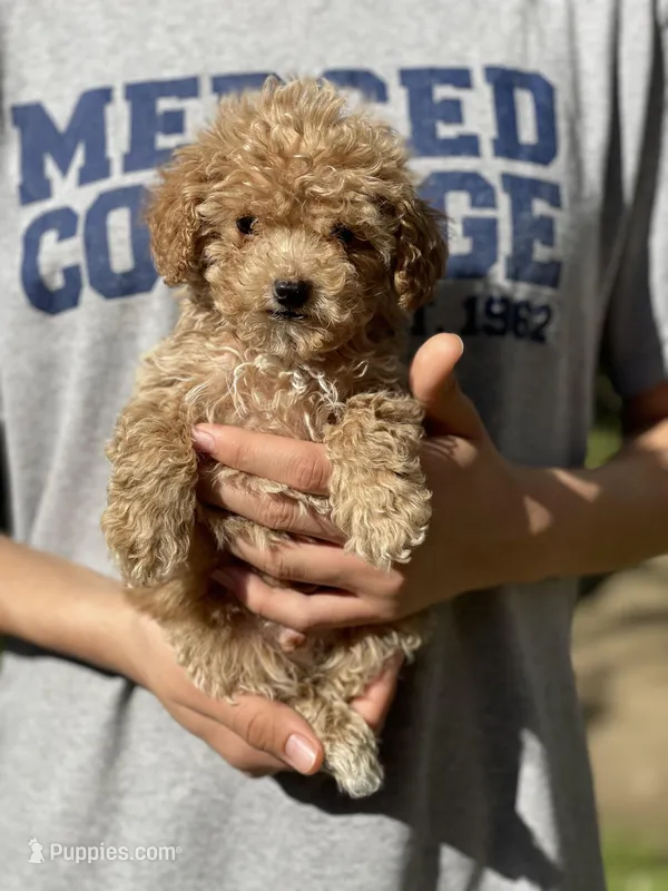 Bean – Poodle - Toy  puppy for sale in Merced, CA