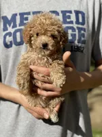 Bean, a male Poodle - Toy  for sale in Merced, CA – Photo 1 of 2
