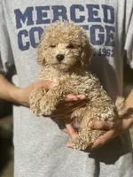 Cheese, a male Poodle - Toy  for sale in Merced, CA – Photo 2 of 2