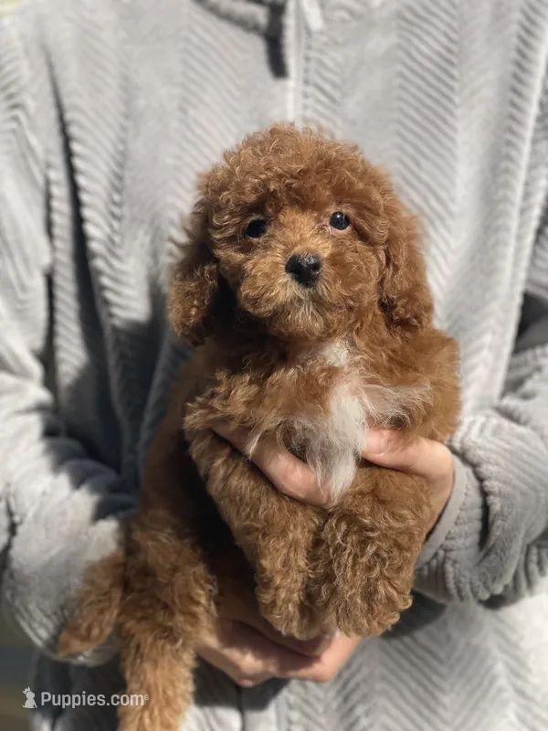Pow – Poodle - Toy  puppy for sale in Merced, CA