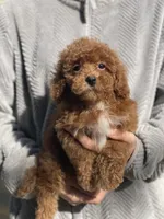 Pow, a male Poodle - Toy  for sale in Merced, CA – 1 of 3