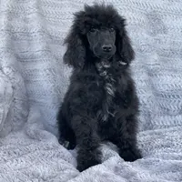 Pop, a male Poodle - Standard  for sale in Merced, CA – Photo 1 of 2