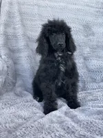 Pop, a male Poodle - Standard  for sale in Merced, CA – Photo 1 of 2
