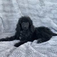 Pop, a male Poodle - Standard  for sale in Merced, CA – Photo 2 of 2